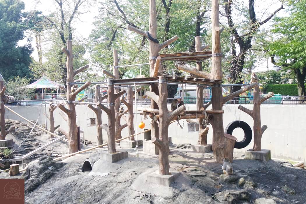 井之頭公園動物園獼猴