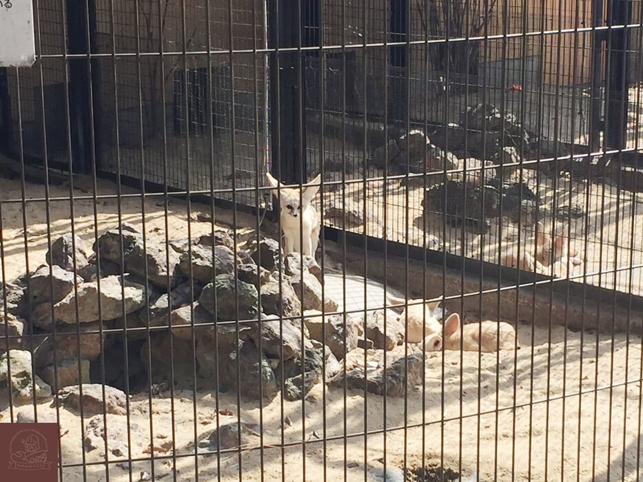井之頭公園動物園耳廓狐