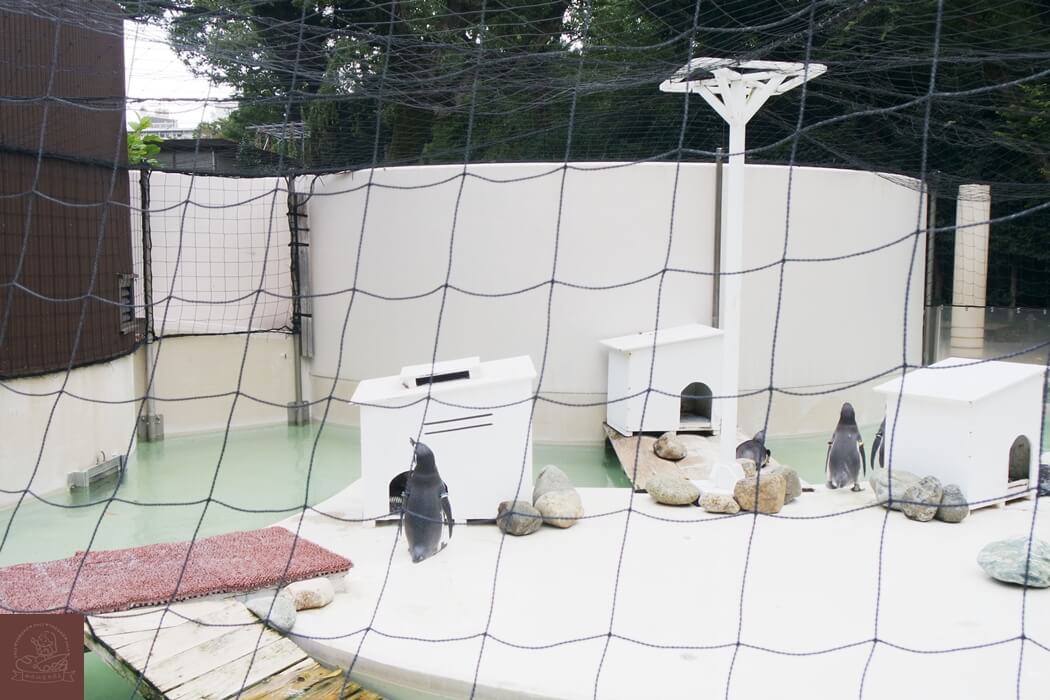 井之頭公園動物園企鵝