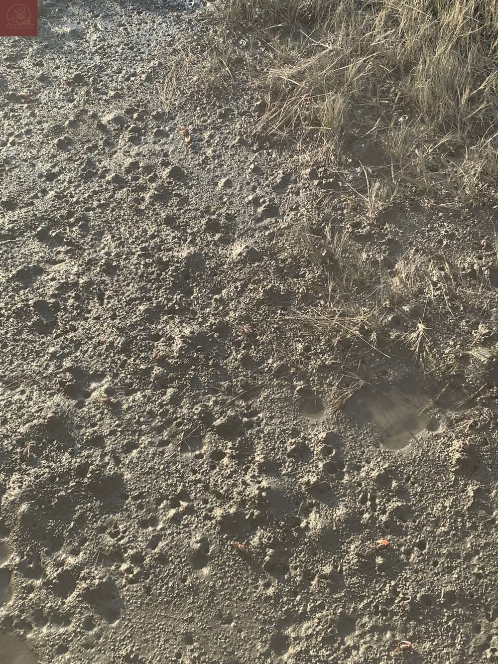 高美濕地附近景點
