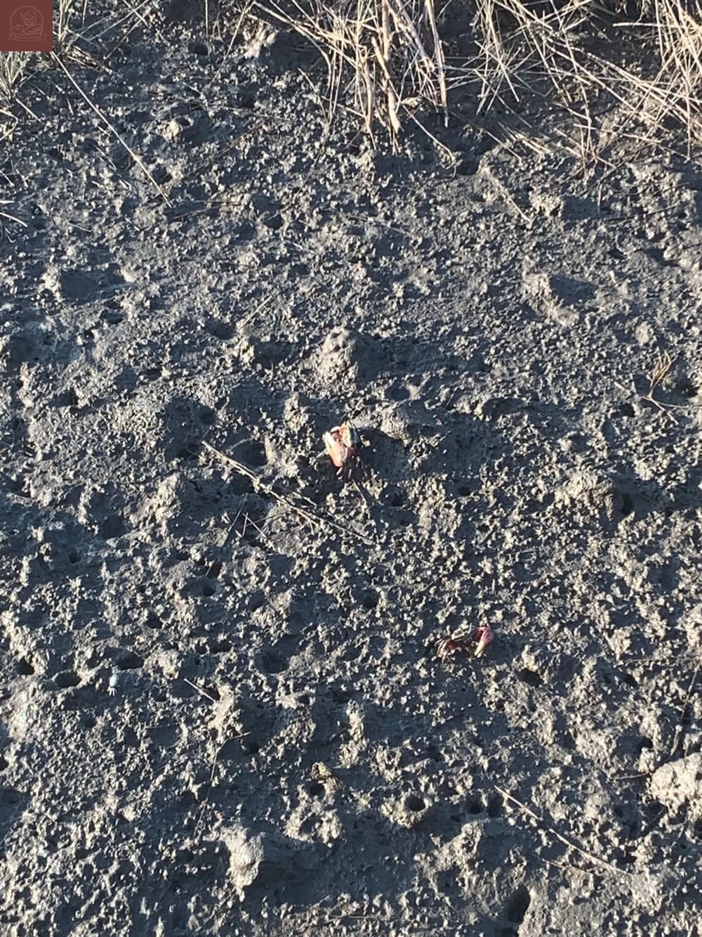 高美濕地附近景點
