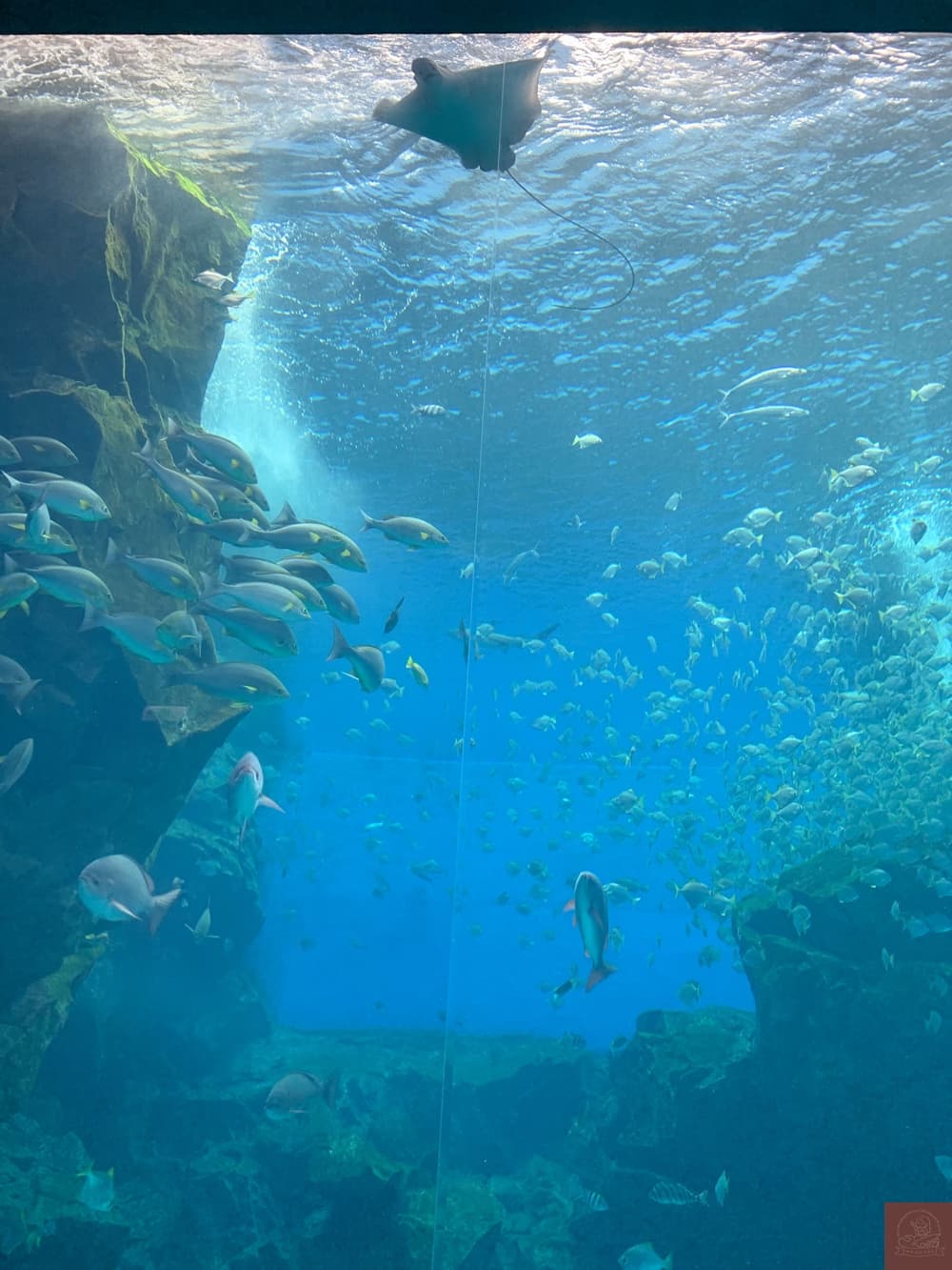 Xpark水族館介紹
