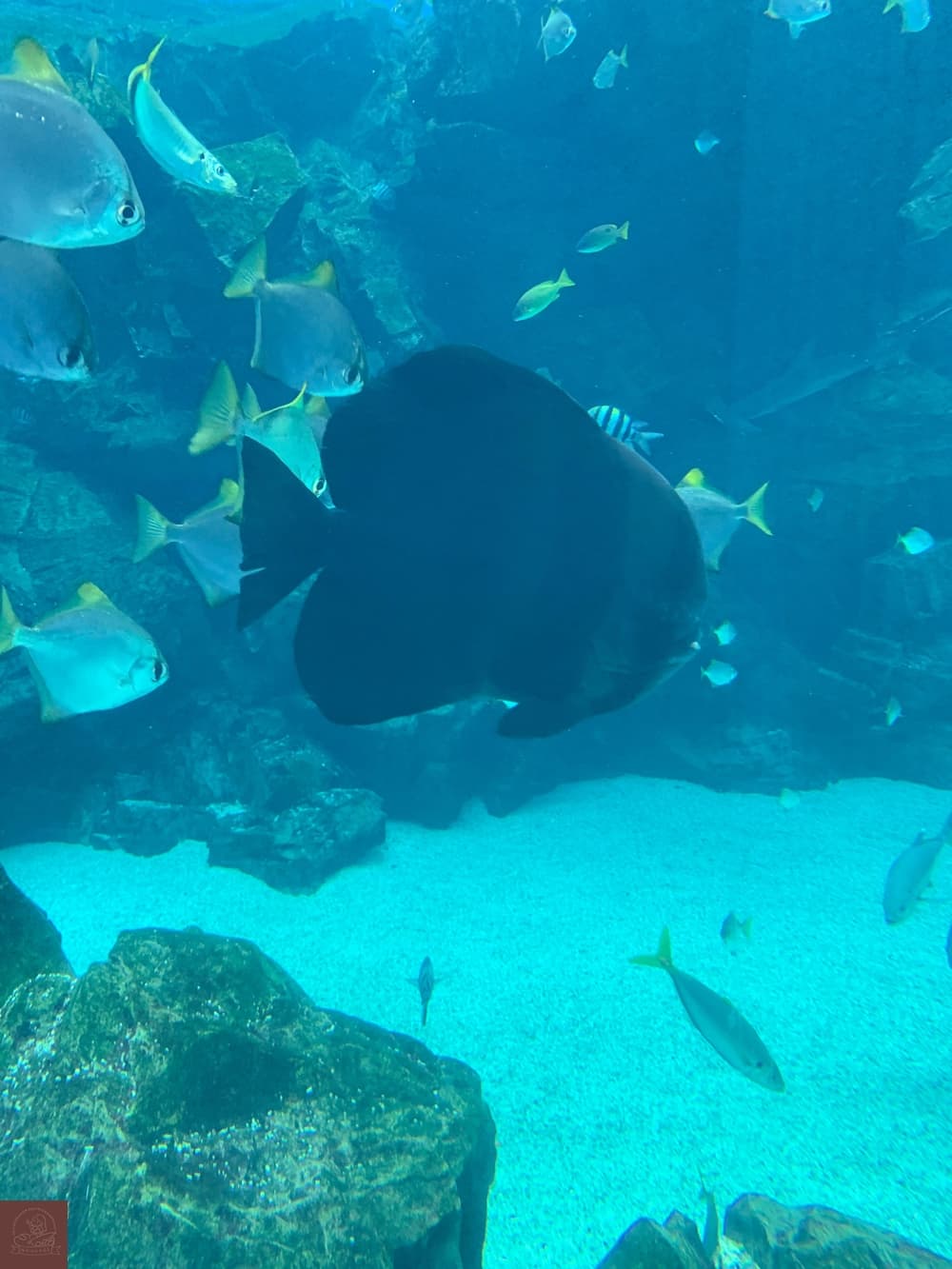 Xpark水族館介紹