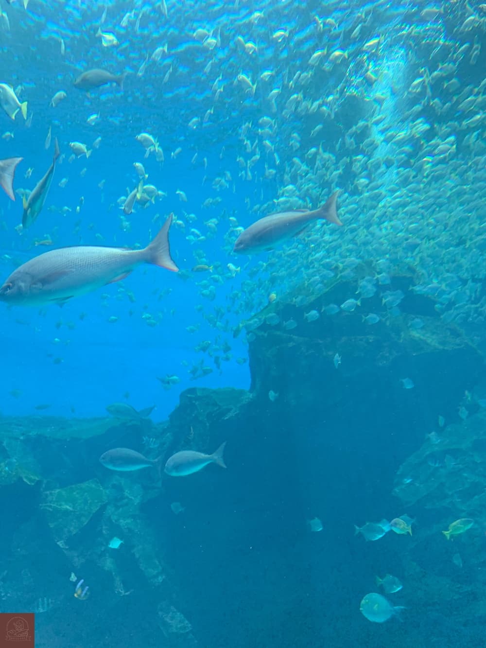 Xpark水族館介紹