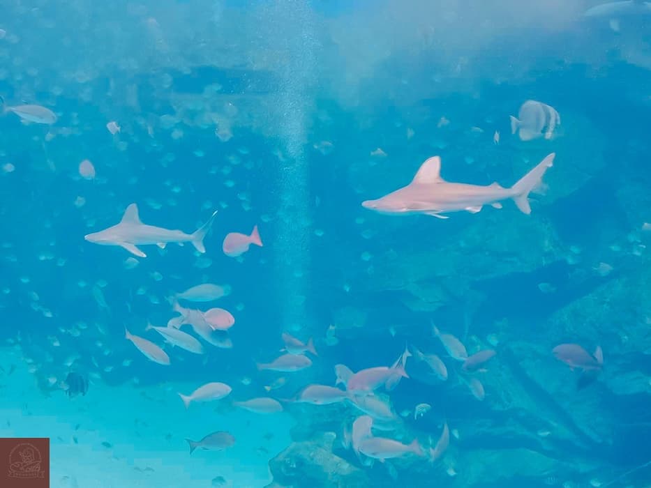 Xpark水族館介紹