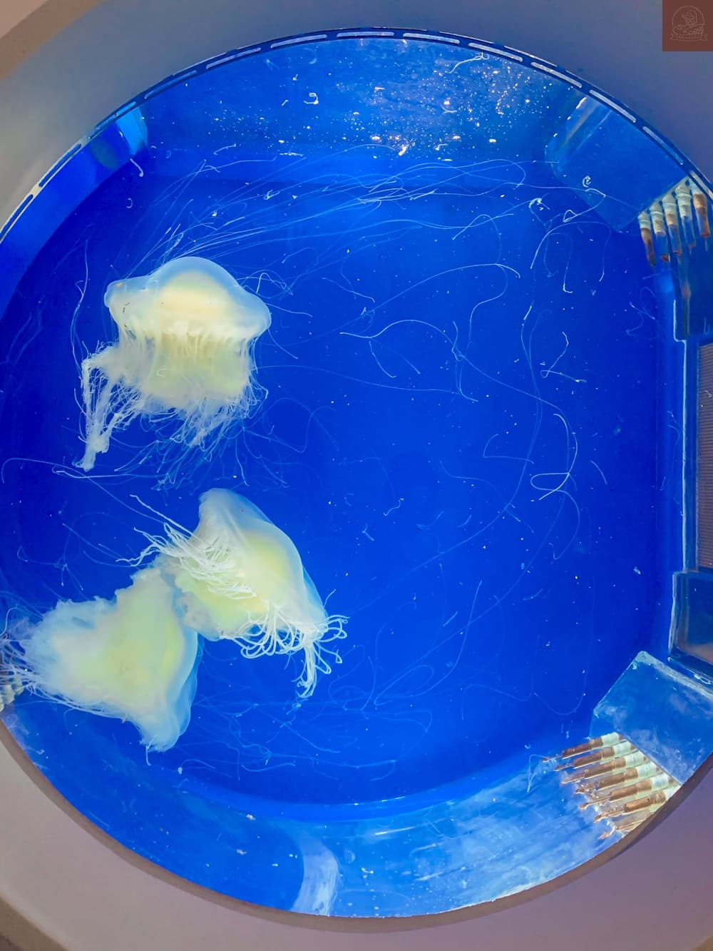 Xpark水族館介紹