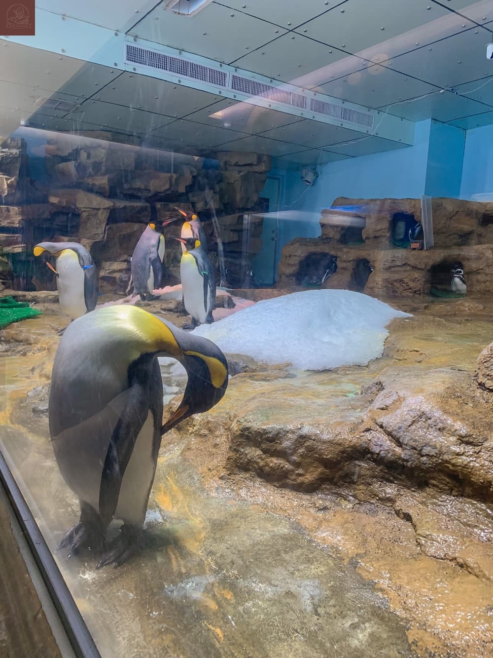 Xpark水族館介紹