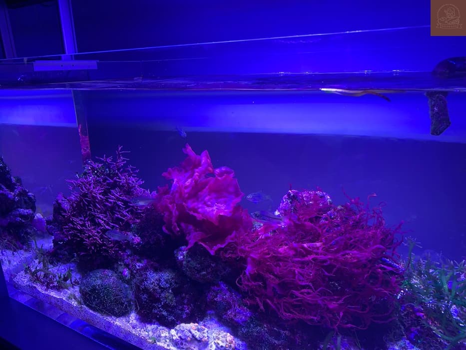 Xpark水族館介紹