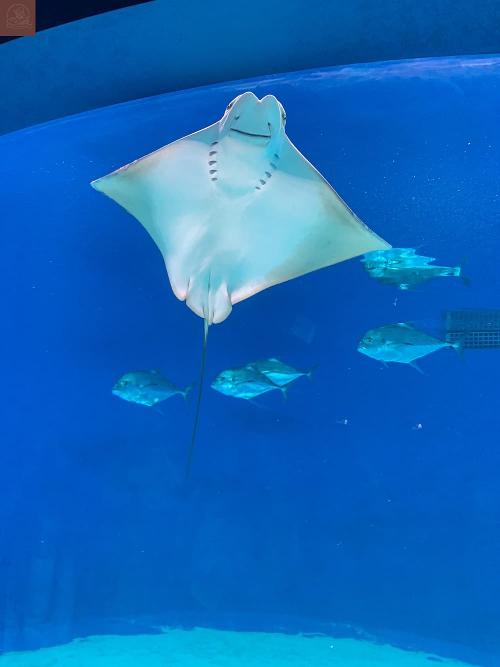 Xpark水族館介紹