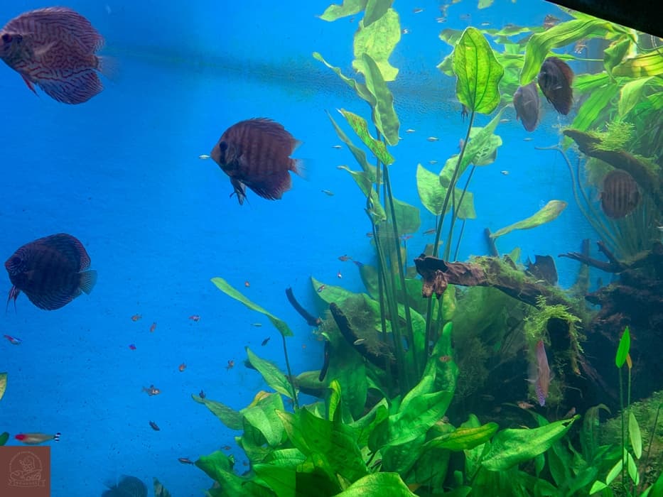 Xpark水族館介紹