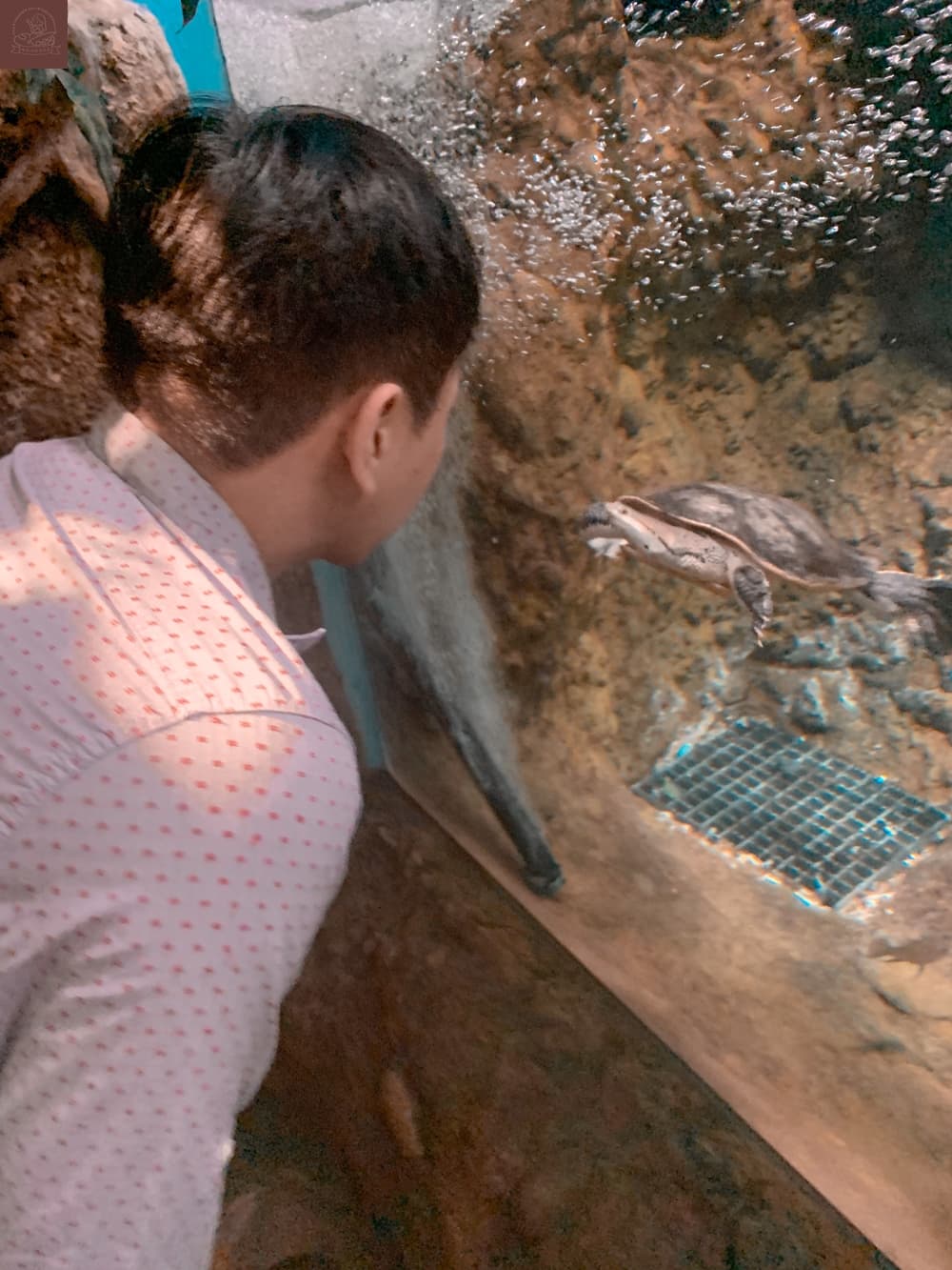 Xpark水族館介紹