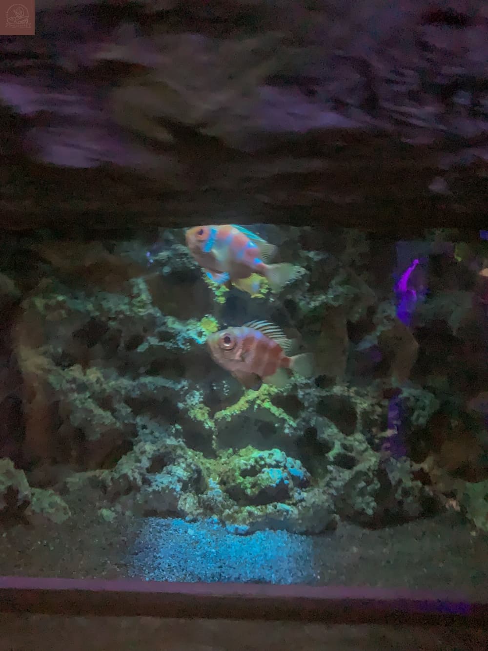 Xpark水族館介紹