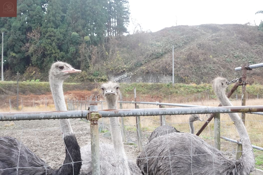 朝日町深度微旅