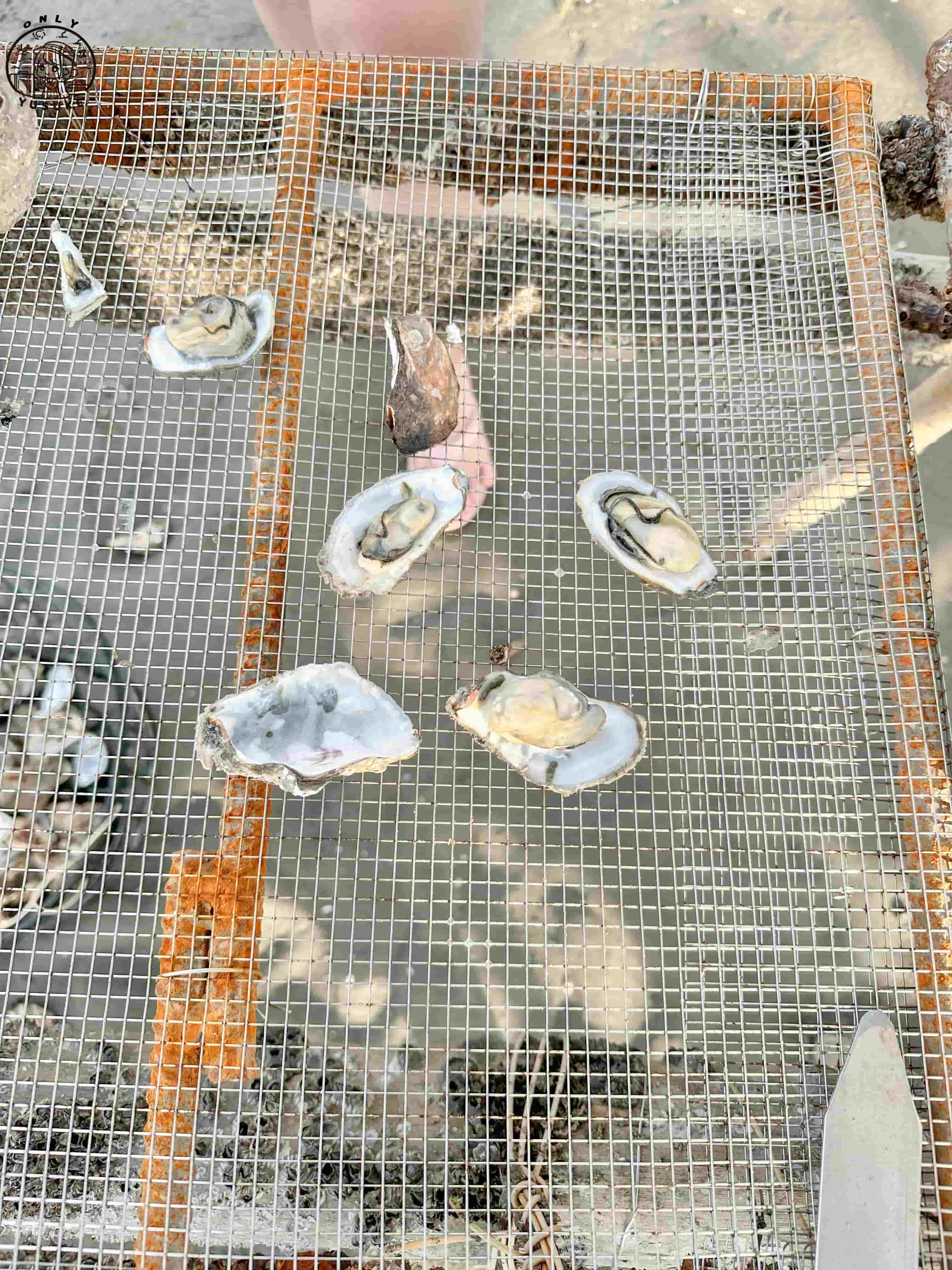 王功ㄚ瑋採蚵車