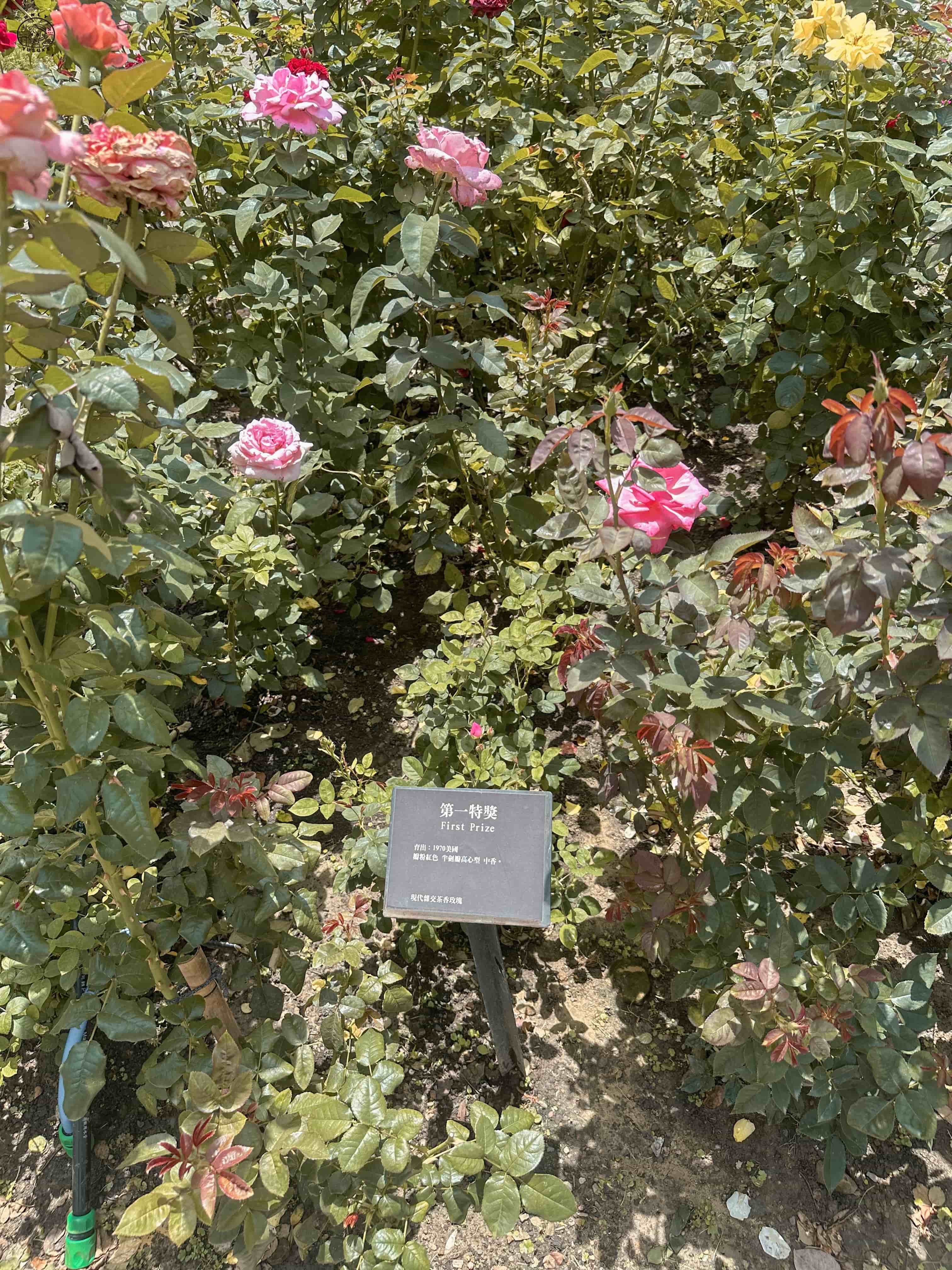 雅聞七里香玫瑰森林介紹