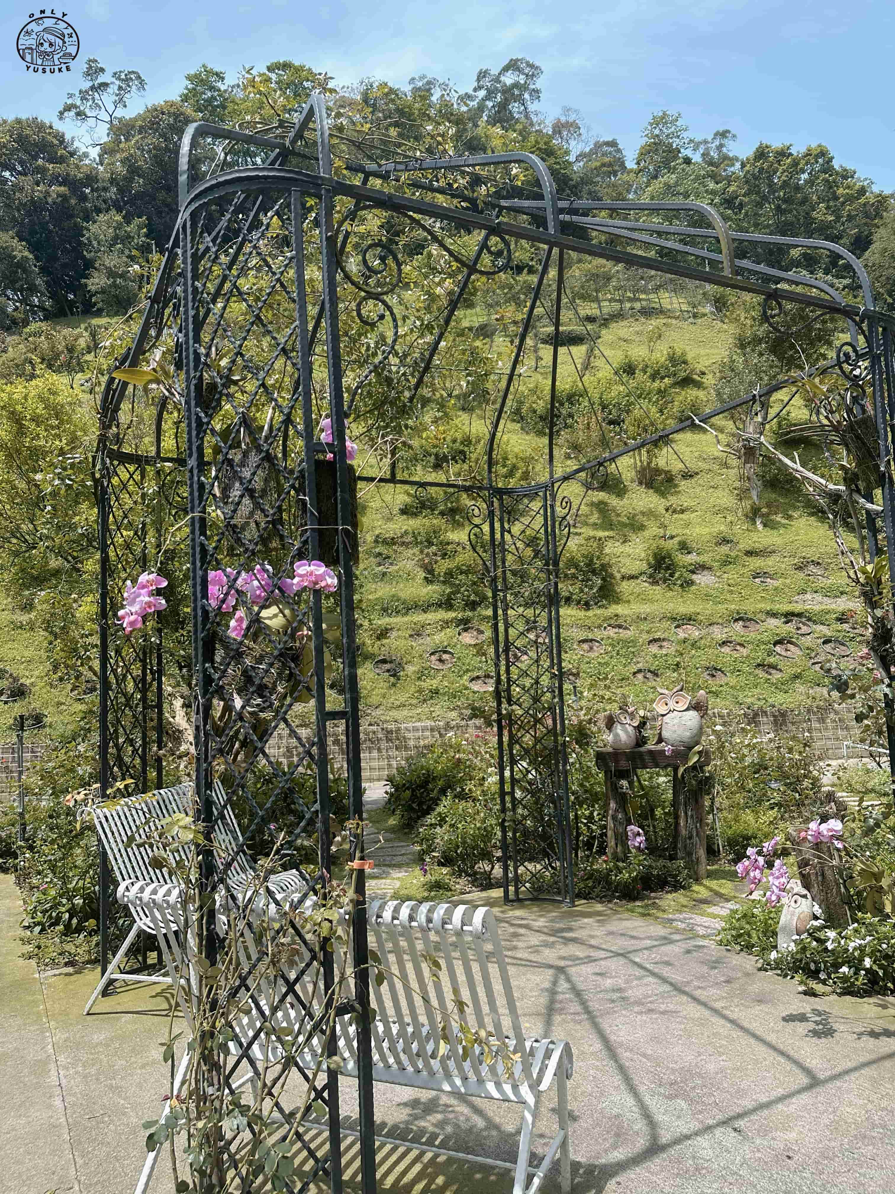 雅聞七里香玫瑰森林介紹