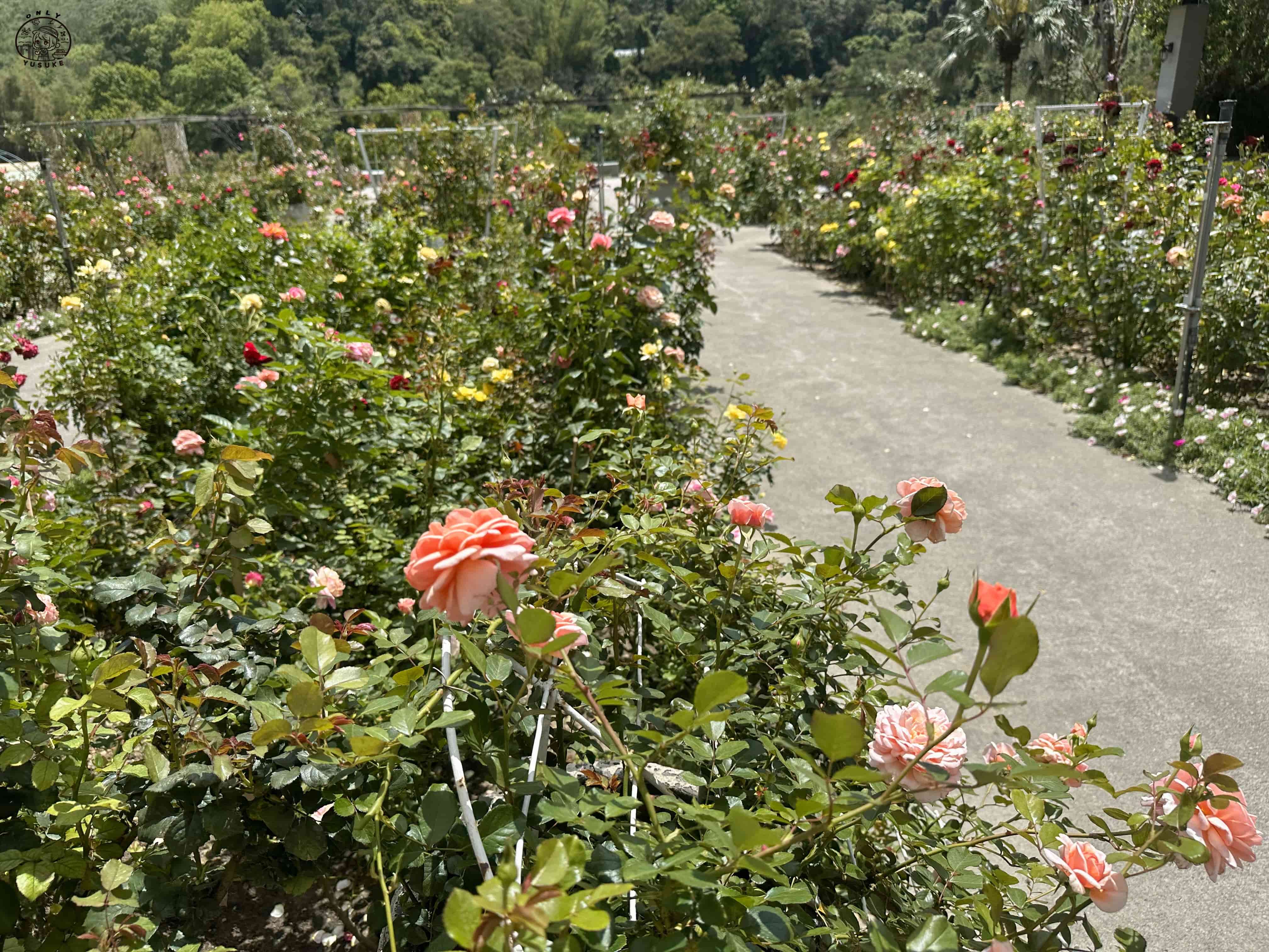 雅聞七里香玫瑰森林介紹